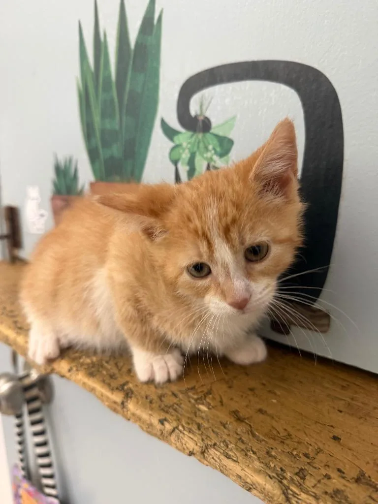 A baby medium-sized male Domestic Short Hair cat named Cyclone for adoption in Pomona, NY