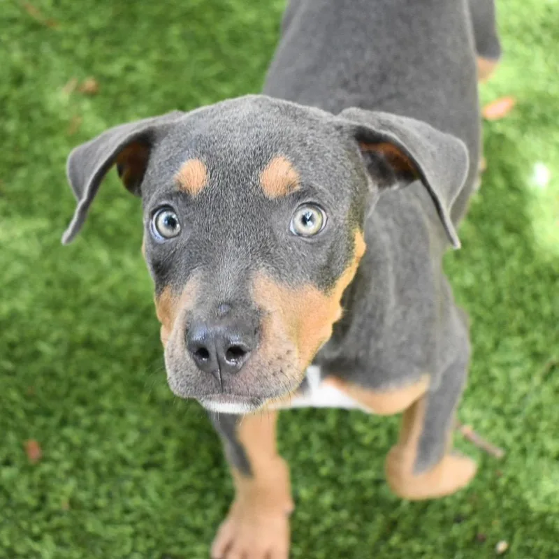 Velma