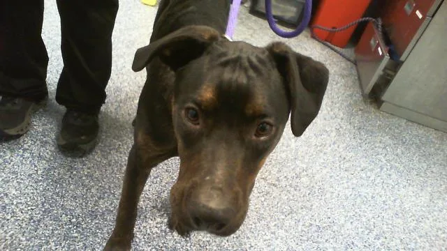 A young medium-sized male Rottweiler dog named Peabody for adoption in Charlotte, NC