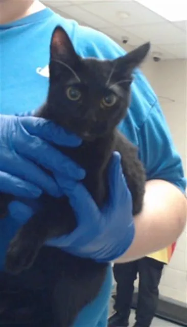 A young medium-sized female Domestic Short Hair cat named Esmeralda for adoption in Fayetteville, NC