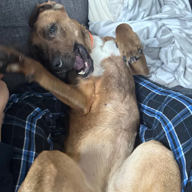 Hazel