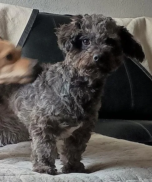 An adult small-sized female Black Poodle dog named Mochi for adoption in Temple, TX