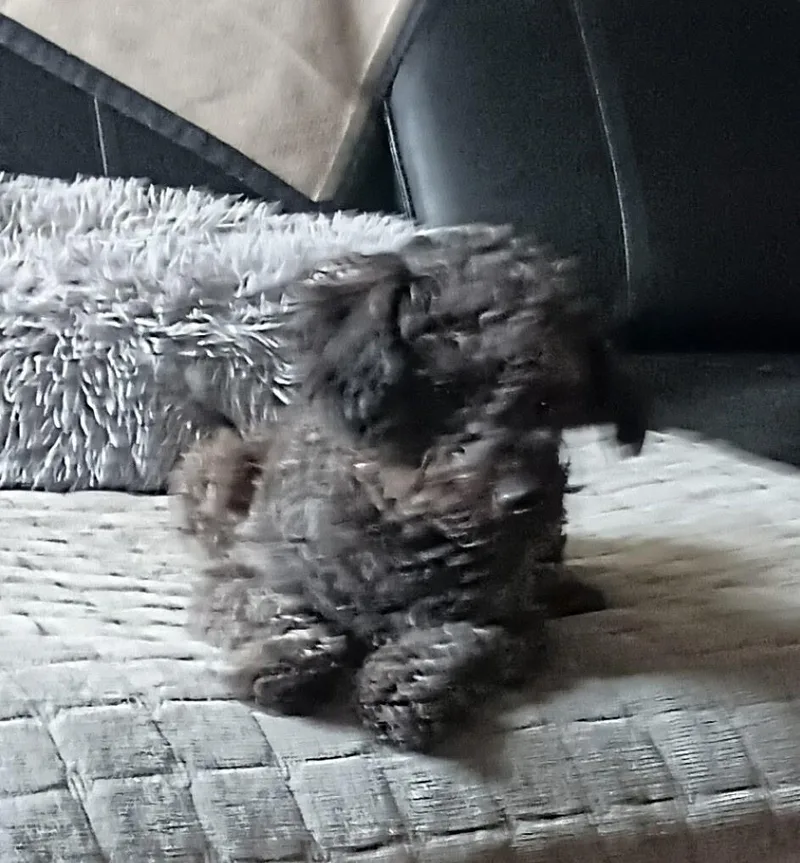 Mochi thumbnail 3