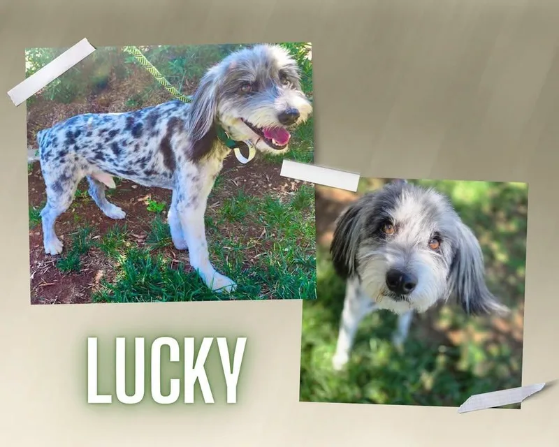 Lucky