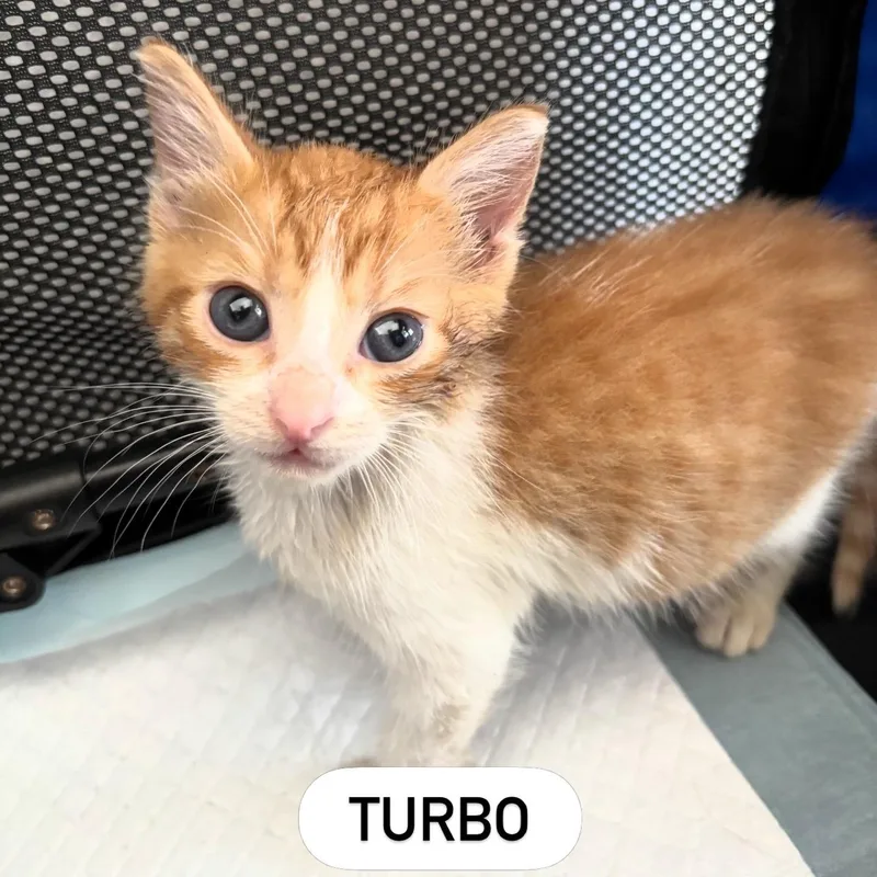 Turbo thumbnail 2