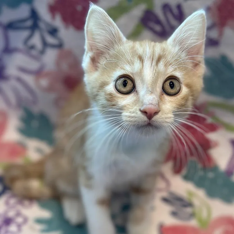 A baby small-sized male Orange / Red Domestic Medium Hair cat named Lala for adoption in Matteson, IL