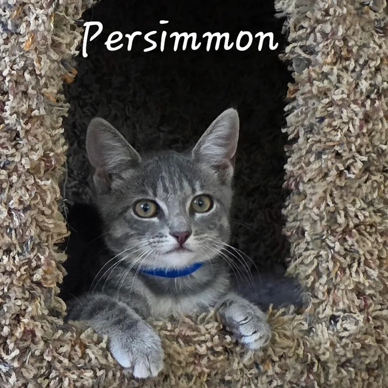 Persimmon