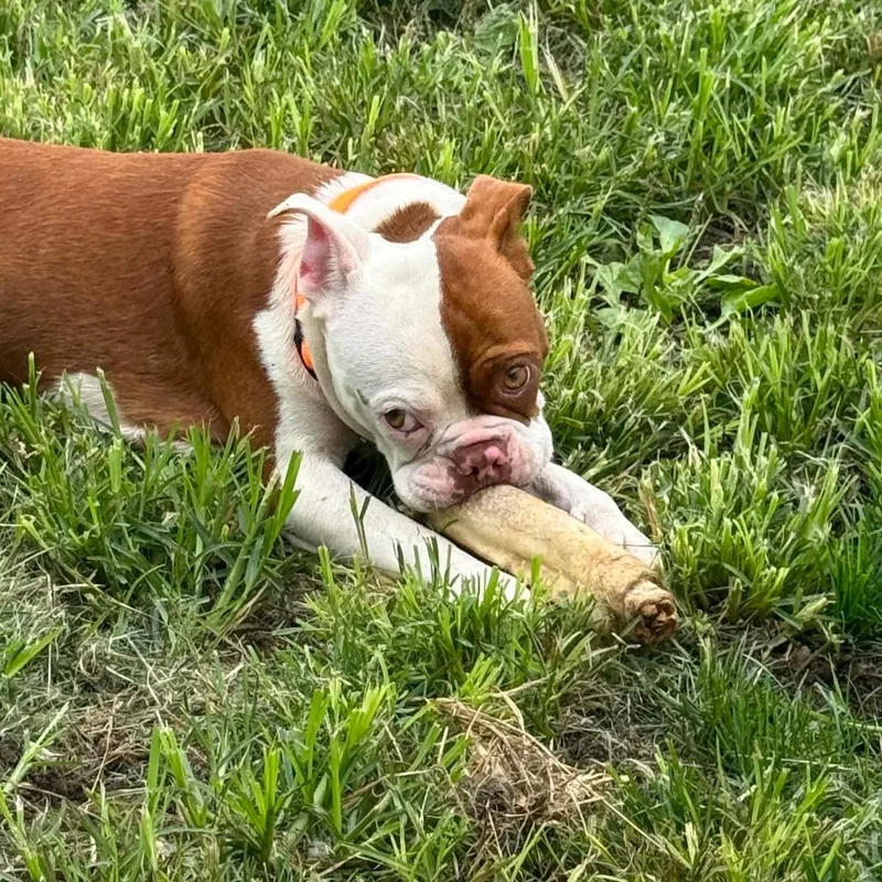 A young small-sized male Red / Chestnut / Orange Boston Terrier dog named Ziggy for adoption in Farmersville, OH