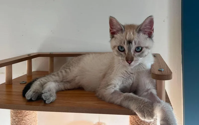 A young small-sized female Tabby (Gray / Blue / Silver) Siamese cat named Jayne for adoption in Hollister, CA