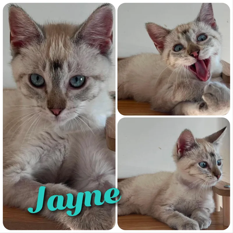 Jayne thumbnail 4