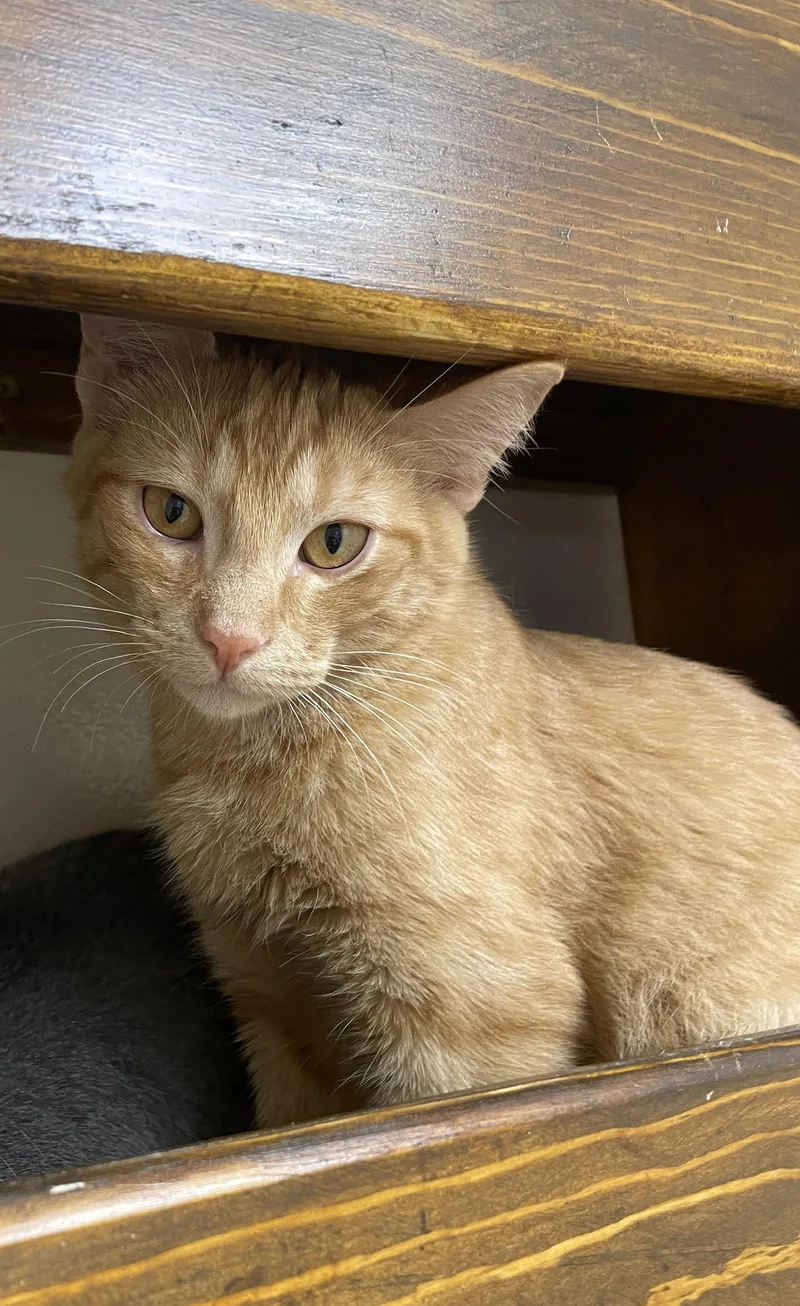 A baby medium-sized male Orange / Red Domestic Short Hair cat named Fred for adoption in Champaign, IL