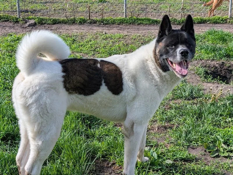 An adult large-sized male White / Cream Akita dog named Toka for adoption in Carthage, IL