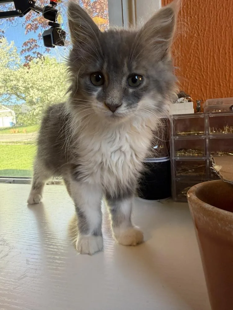 A baby medium-sized female Gray & White Domestic Long Hair cat named Sunshine for adoption in Lansing, MI