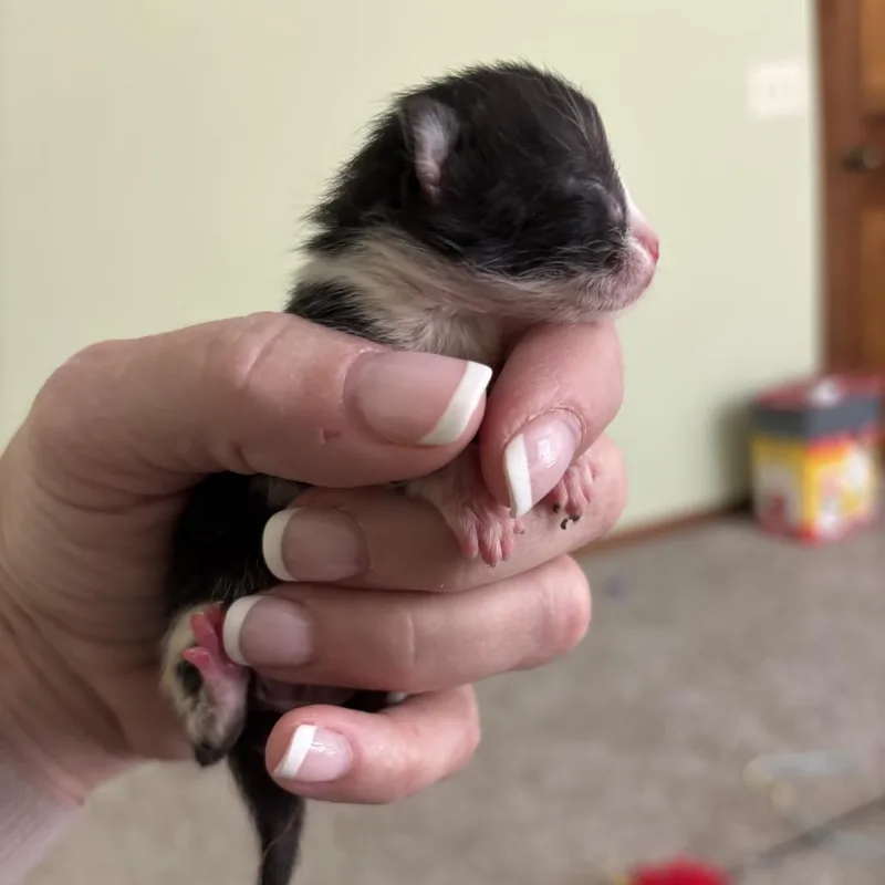 A baby small-sized female Black Domestic Short Hair cat named Buttons for adoption in Overland Park, KS