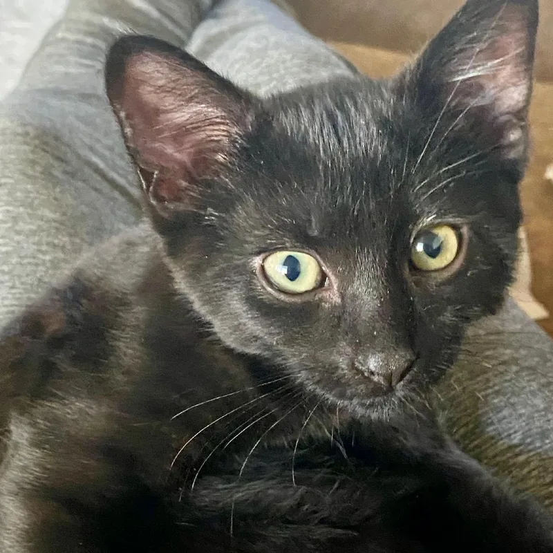 A baby medium-sized female Domestic Short Hair cat named Zelda for adoption in Ashland, OR