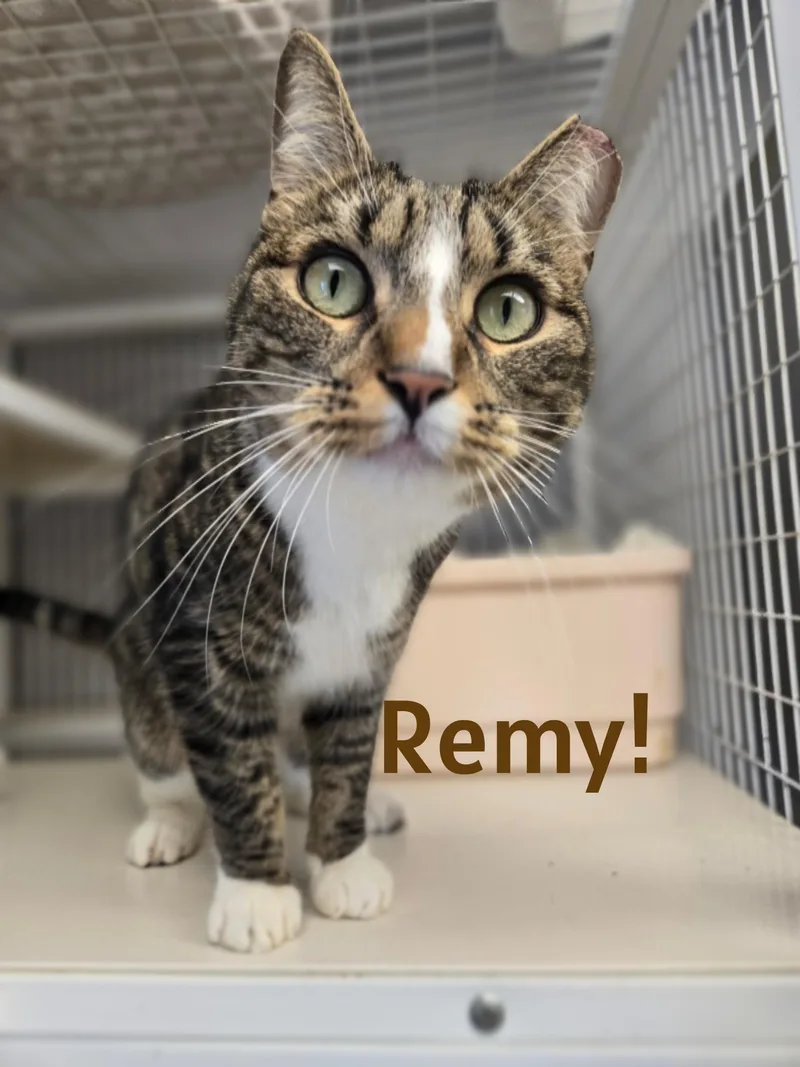 Remy