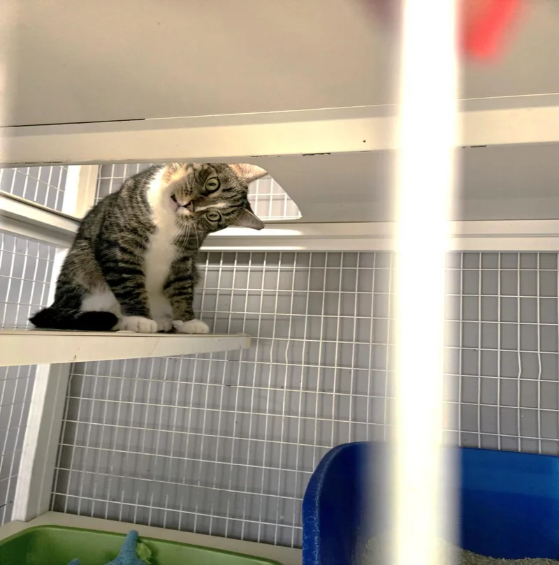 Remy thumbnail 2