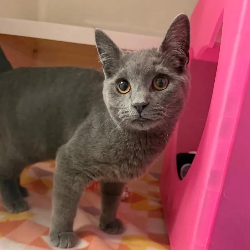 A baby medium-sized male Gray / Blue / Silver Domestic Short Hair cat named Micetro for adoption in Watertown, NY