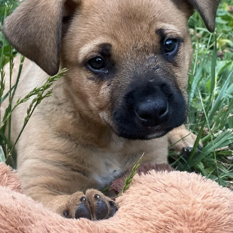 Maizey
