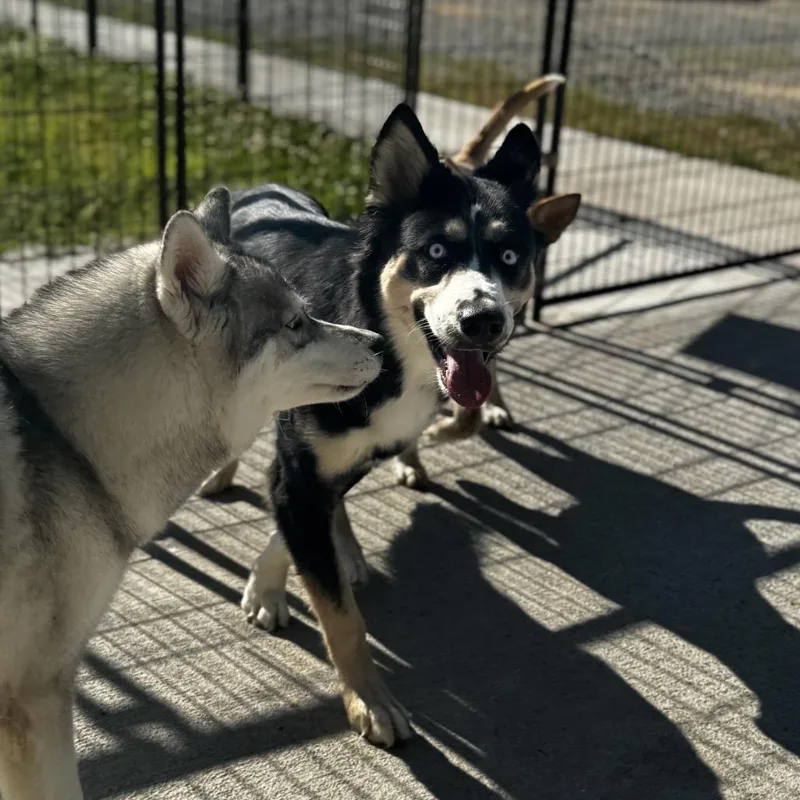 An adult medium-sized female Black Husky dog named Calliope for adoption in Eufaula, OK