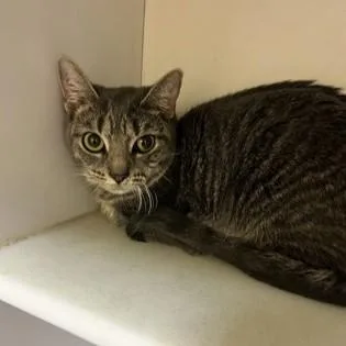 An adult small-sized female Tabby (Brown / Chocolate) Domestic Short Hair cat named Anime for adoption in Phoenixville, PA