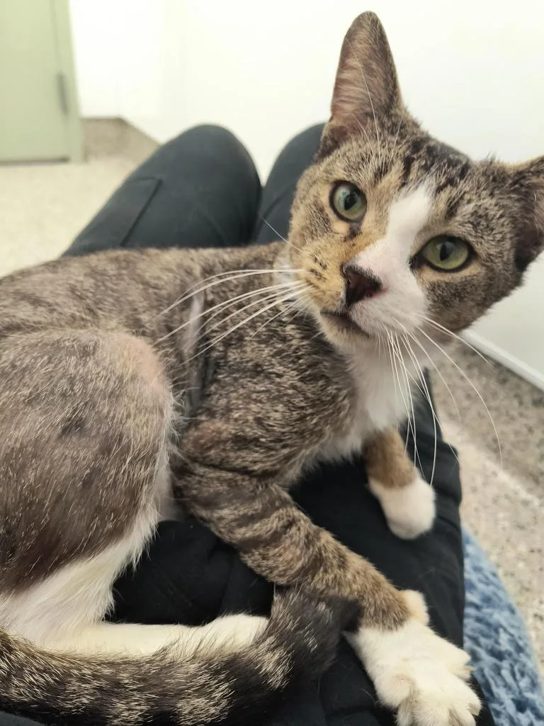 An adult medium-sized male Domestic Short Hair cat named Bonzo for adoption in Detroit, MI