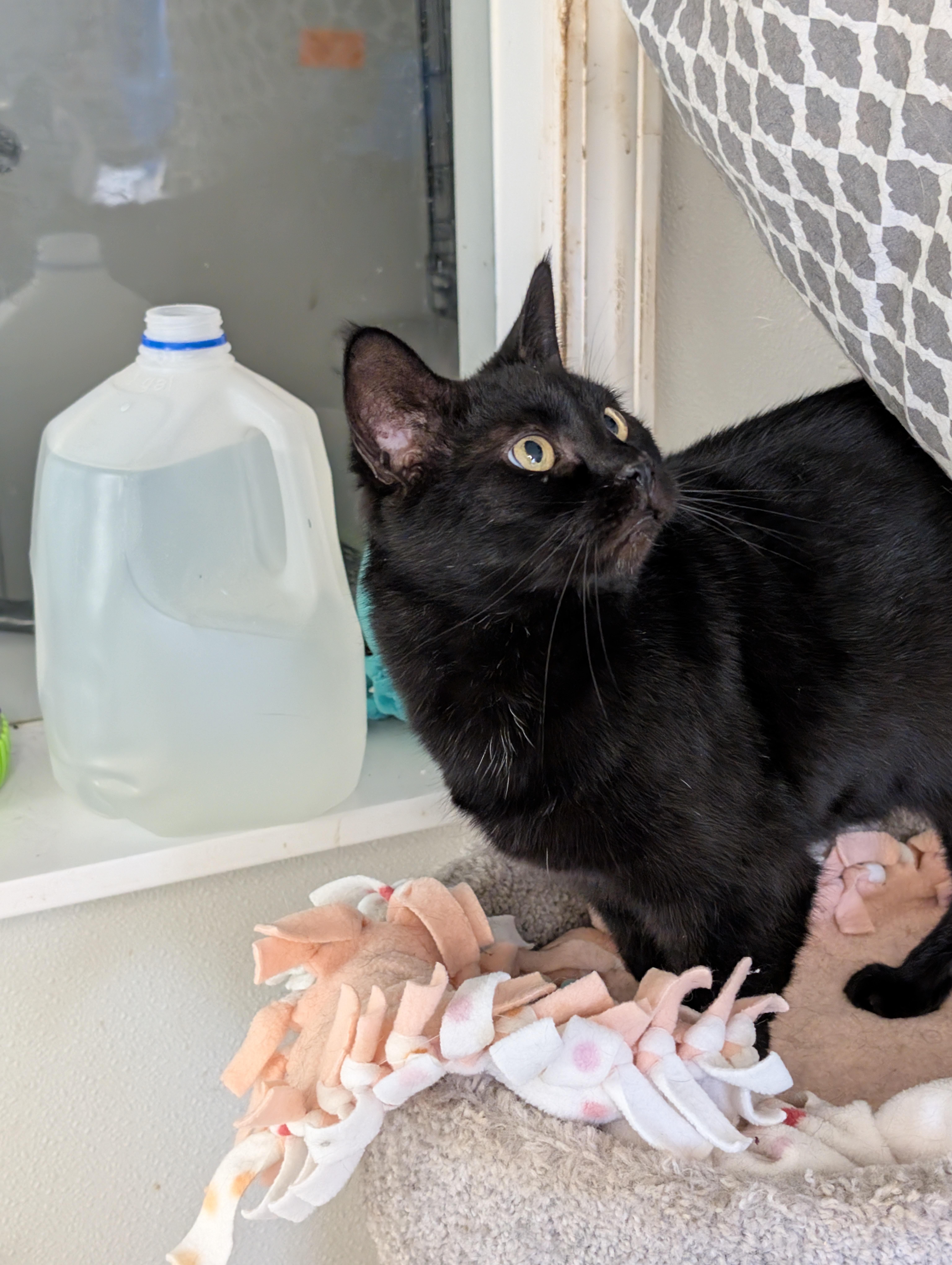 Penelope thumbnail 2