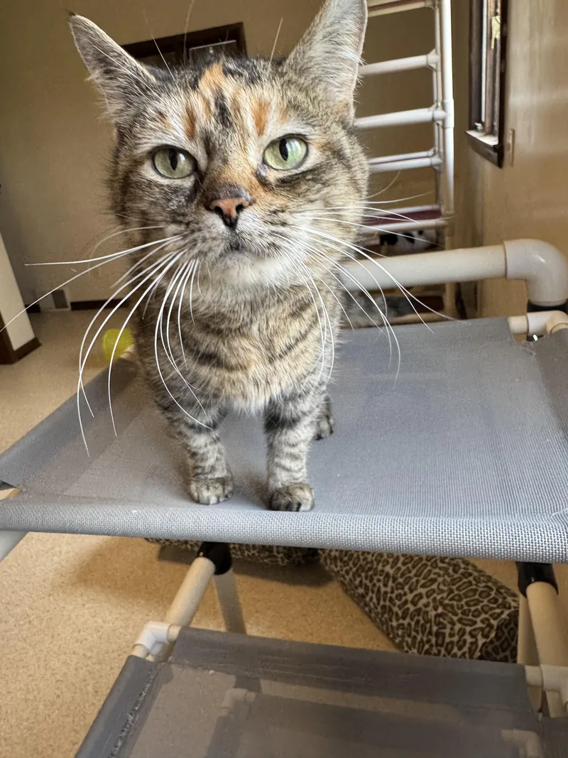An adult medium-sized female Tortoiseshell Domestic Short Hair cat named Fancy for adoption in Salem, OH