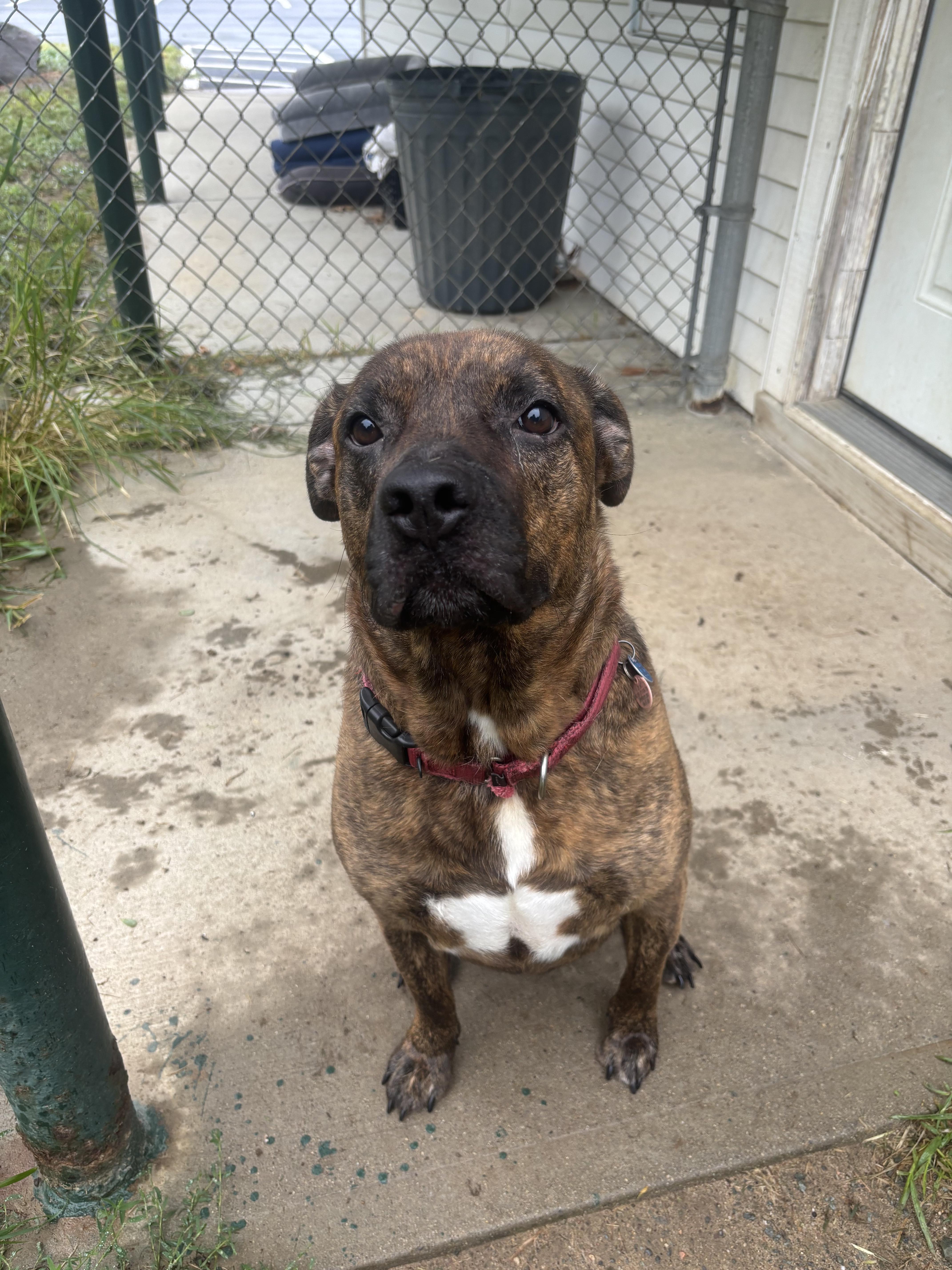 An adult large-sized male Brindle Labrador Retriever dog named Bandit for adoption in Norton, MA