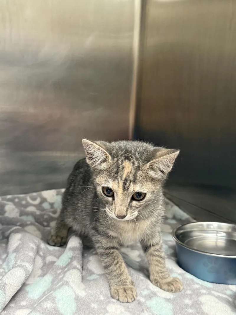 A baby medium-sized female Dilute Tortoiseshell Domestic Short Hair cat named Chai for adoption in Kent, WA