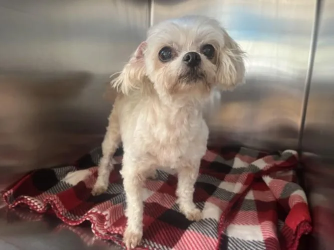 An adult small-sized female Mixed Breed dog named Temple for adoption in San Pedro, CA
