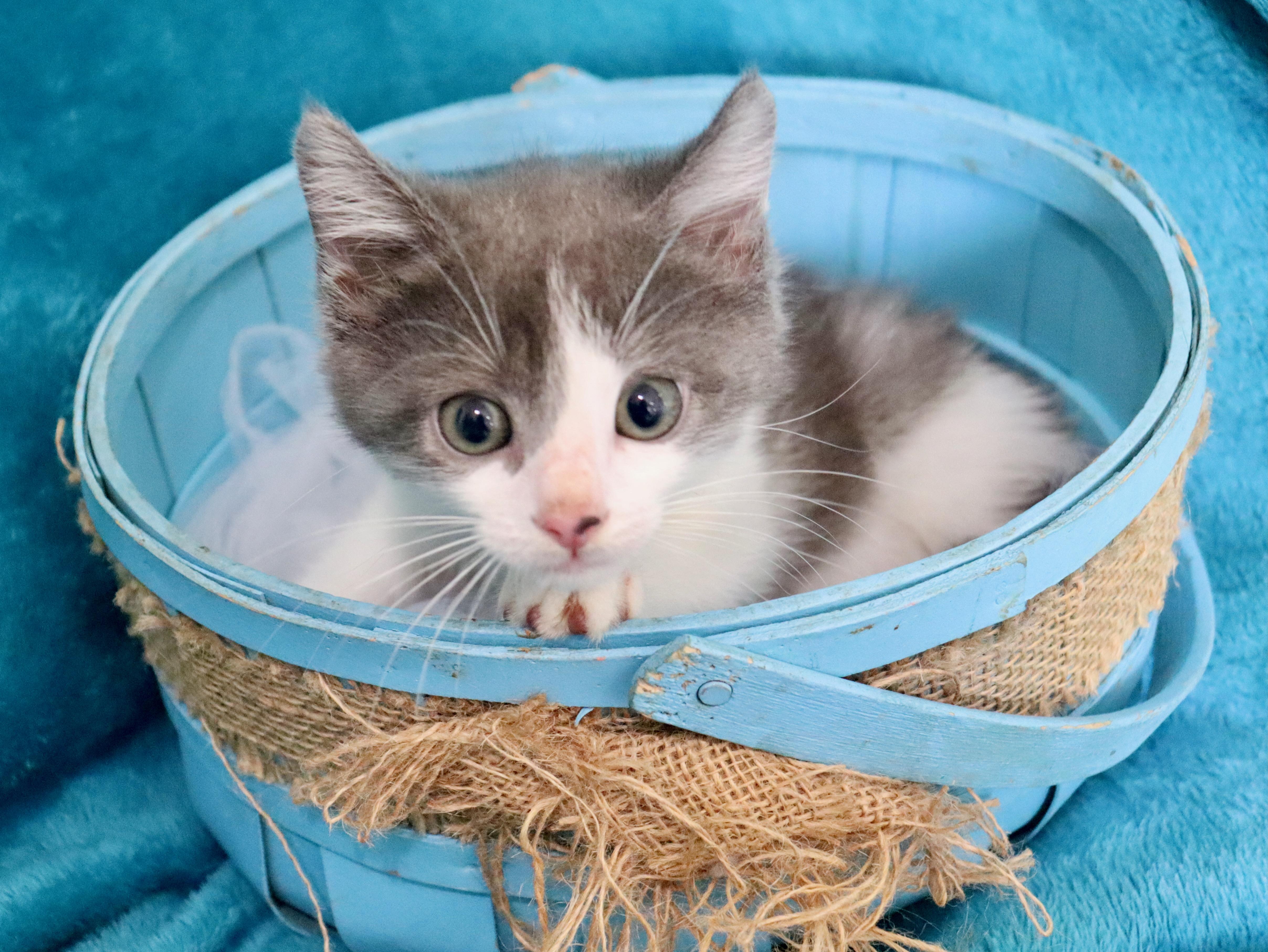 A baby medium-sized male Gray & White Turkish Van cat named Bear for adoption in Saint Augustine, FL