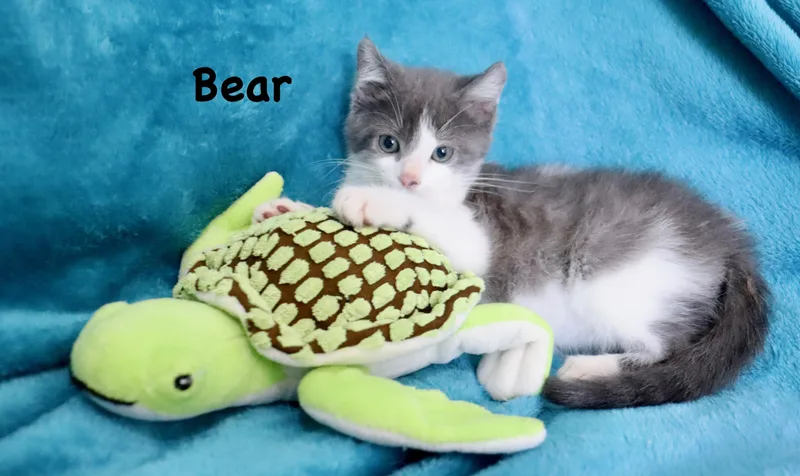 Bear thumbnail 2