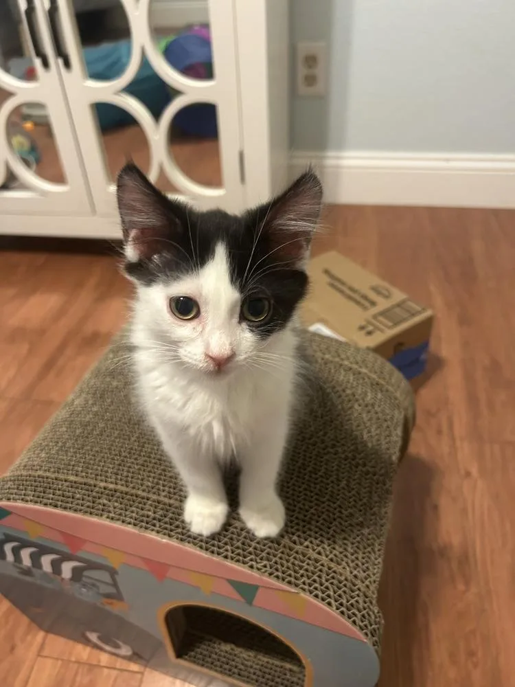 A baby small-sized female Black & White / Tuxedo Tabby cat named Onyx for adoption in Manteca, CA