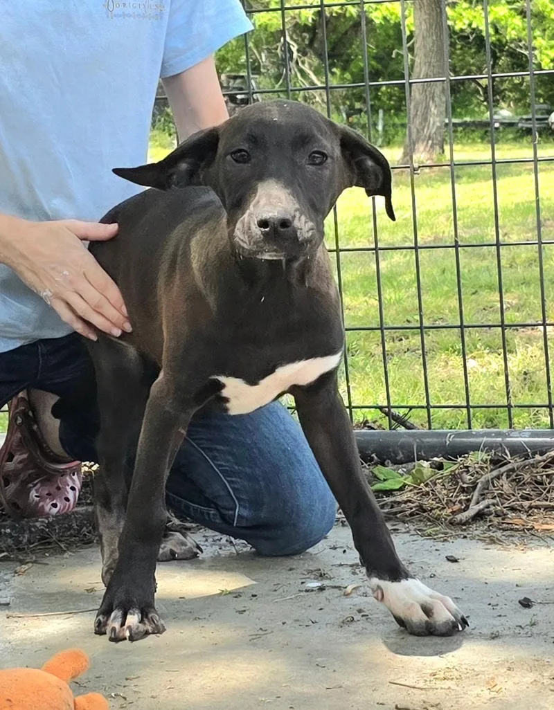 A baby medium-sized female Black Labrador Retriever dog named Quinn for adoption in Watertown, CT