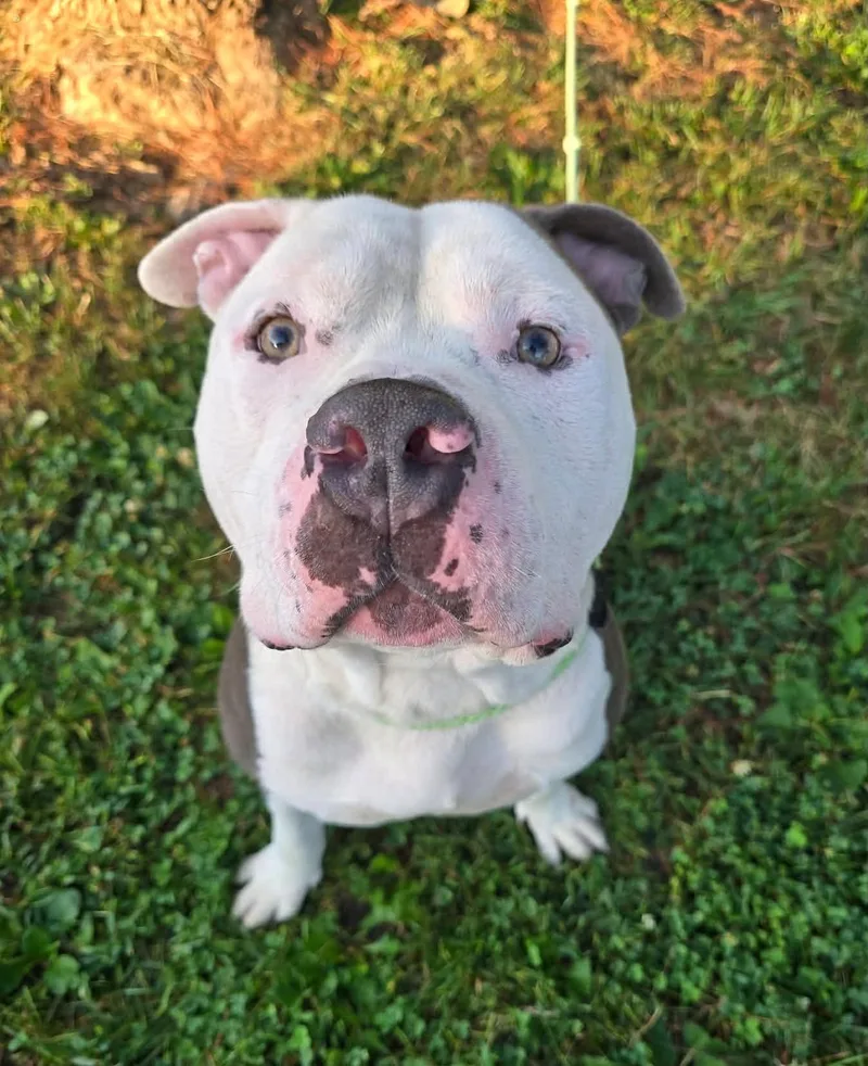 An adult medium-sized male Gray / Blue / Silver Pit Bull Terrier dog named Buford for adoption in Springfield, IL