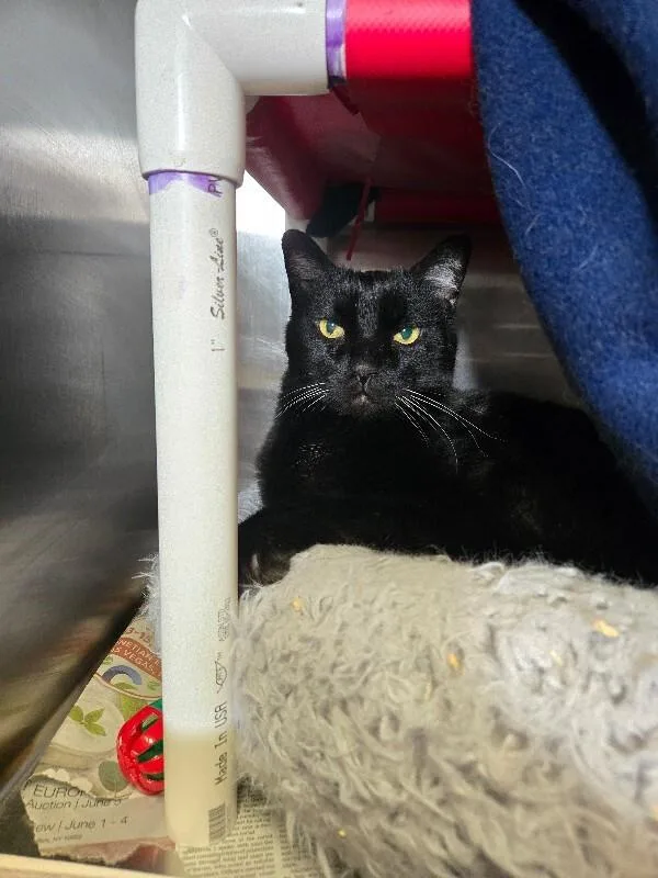 An adult large-sized male Black Domestic Short Hair cat named Tinker for adoption in Cincinnati, OH
