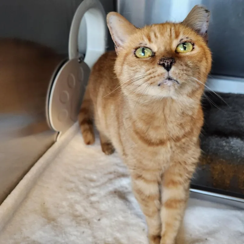 A senior medium-sized female Orange / Red Domestic Short Hair cat named Mango for adoption in Asheville, NC