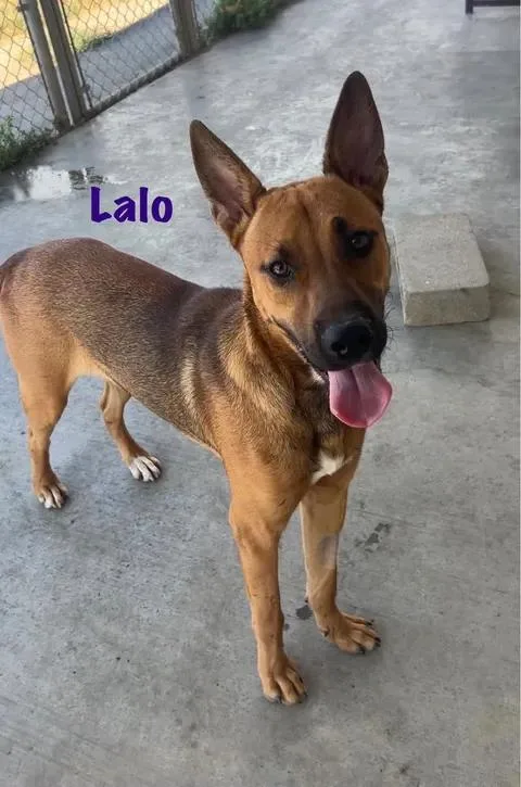 Lalo