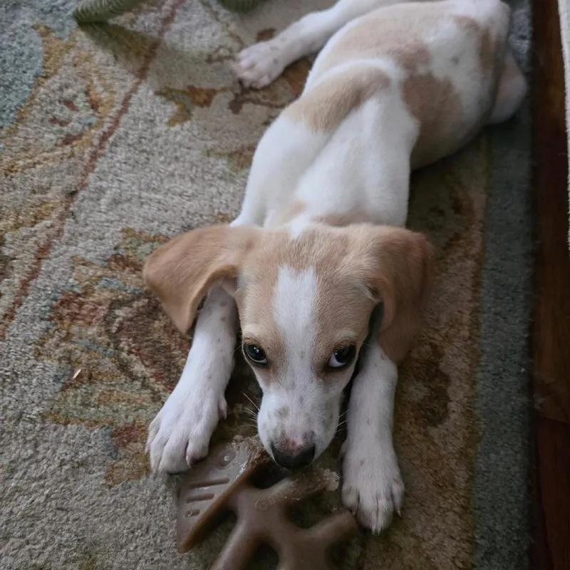 A baby small-sized female White / Cream Hound dog named Georgia for adoption in Charlottesville, VA