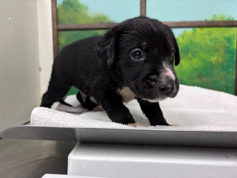 A baby small-sized male German Shepherd Dog dog named Darwin for adoption in Houston, TX