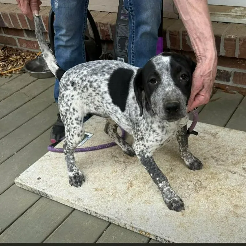 A baby medium-sized female Black Hound dog named Serenity for adoption in Alexandria, VA