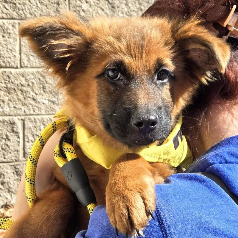 A baby large-sized female German Shepherd Dog dog named Elphaba for adoption in Silver Spring, MD
