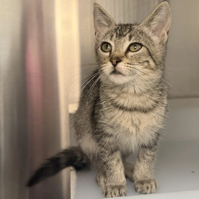 A baby small-sized female Domestic Short Hair cat named Salah for adoption in Los Angeles, CA
