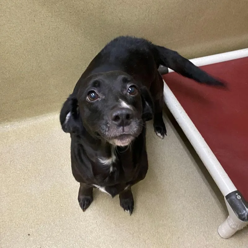 An adult medium-sized female Black Chihuahua dog named Bagel for adoption in Monroe, GA