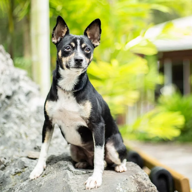 An adult small-sized female Black Mixed Breed dog named Suzy for adoption in Kailua Kona, HI