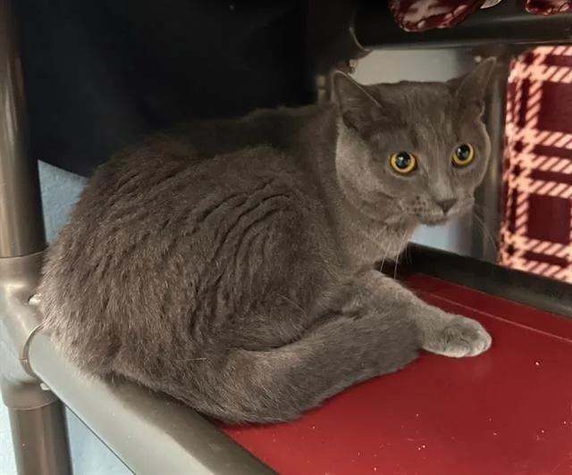 A young small-sized male Domestic Short Hair cat named Sheen for adoption in Peoria, IL