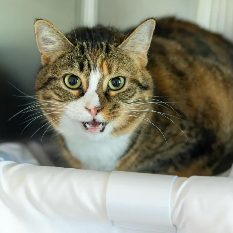 An adult large-sized female Torbie Domestic Short Hair cat named Reese's Pieces for adoption in Newark, DE