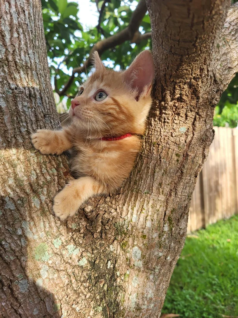 A baby medium-sized male Tabby (Orange / Red) Domestic Short Hair cat named Carrl for adoption in Sunrise, FL