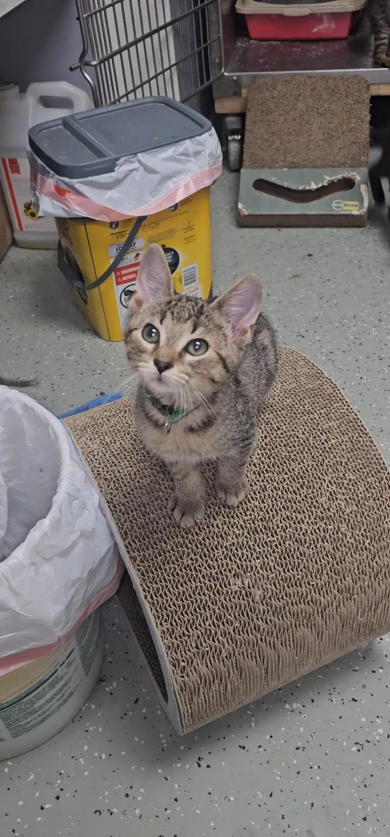 A baby medium-sized male Tabby (Brown / Chocolate) Domestic Short Hair cat named Sir Mercury for adoption in Mokena, IL